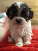 Shea, a female Bichon Frise and Shihpoo for sale in Princeton, NC – Photo 1 of 5