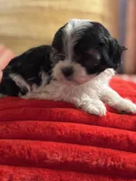 Shea, a female Bichon Frise and Shihpoo for sale in Princeton, NC – Photo 5 of 5