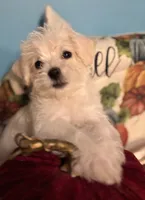 Punkin, a female Maltipoo for sale in Princeton, NC – 3 of 8