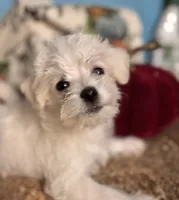 Punkin, a female Maltipoo for sale in Princeton, NC – 2 of 8