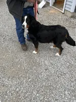 M1, a male Bernese Mountain Dog for sale in Arthur, IL – Photo 3 of 4