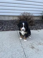 M1, a male Bernese Mountain Dog for sale in Arthur, IL – Photo 2 of 4
