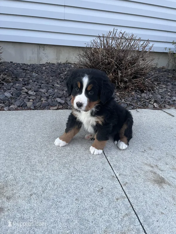 M1 – Bernese Mountain Dog puppy for sale in Arthur, IL