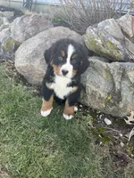 M2, a male Bernese Mountain Dog for sale in Arthur, IL – Photo 3 of 5