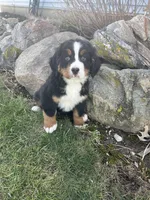 M2, a male Bernese Mountain Dog for sale in Arthur, IL – Photo 2 of 5