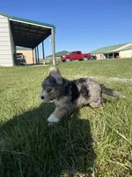 Polar, a male Bernedoodle for sale in Springfield, MO – Photo 2 of 10