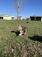 Polar, a male Bernedoodle for sale in Springfield, MO – Photo 4 of 10