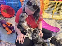 Polar, a male Bernedoodle for sale in Springfield, MO – Photo 6 of 10