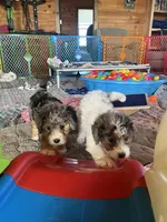 Polar, a male Bernedoodle for sale in Springfield, MO – Photo 8 of 10