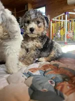 Polar, a male Bernedoodle for sale in Springfield, MO – Photo 5 of 10