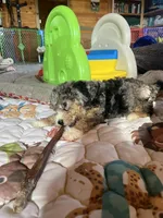 Polar, a male Bernedoodle for sale in Springfield, MO – Photo 7 of 10