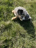Polar, a male Bernedoodle for sale in Springfield, MO – Photo 3 of 10