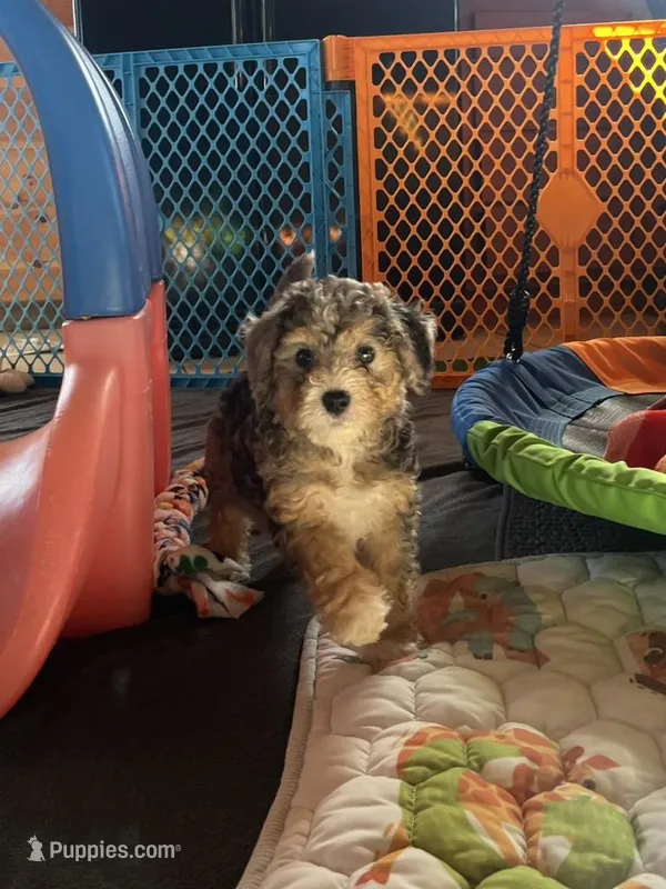 Polar – Bernedoodle puppy for sale in Springfield, MO