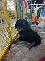 Summit, a male Bernedoodle for sale in Springfield, MO – Photo 4 of 8