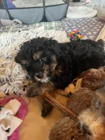 Summit, a male Bernedoodle for sale in Springfield, MO – Photo 6 of 8