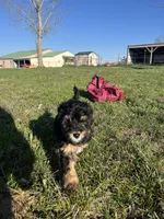Summit, a male Bernedoodle for sale in Springfield, MO – Photo 7 of 8