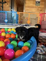 Summit, a male Bernedoodle for sale in Springfield, MO – Photo 5 of 8