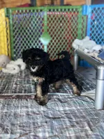 Summit, a male Bernedoodle for sale in Springfield, MO – Photo 2 of 8