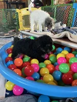 Summit, a male Bernedoodle for sale in Springfield, MO – Photo 3 of 8