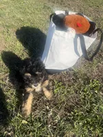 Summit, a male Bernedoodle for sale in Springfield, MO – Photo 8 of 8