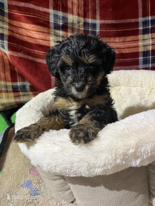 Summit – Bernedoodle puppy for sale in Springfield, MO