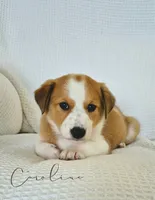 Caroline, a female Australian Cattle Dog and Collie for sale in Corsicana, TX – 4 of 5