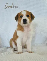 Caroline, a female Australian Cattle Dog and Collie for sale in Corsicana, TX – 3 of 5