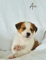 Ari, a female Australian Cattle Dog and Collie for sale in Corsicana, TX – 2 of 4