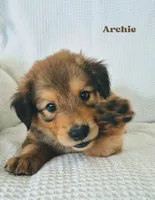 Archie, a male Australian Cattle Dog and Collie for sale in Corsicana, TX – 1 of 1