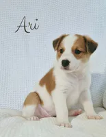 Ari, a female Australian Cattle Dog and Collie for sale in Corsicana, TX – 4 of 4