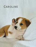 Caroline, a female Australian Cattle Dog and Collie for sale in Corsicana, TX – 2 of 5