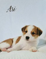 Ari, a female Australian Cattle Dog and Collie for sale in Corsicana, TX – 3 of 4