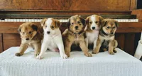 Caroline, a female Australian Cattle Dog and Collie for sale in Corsicana, TX – 5 of 5