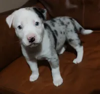 Moon, a female Siberian Husky and American Bully for sale in Lakeland, FL – 2 of 3