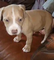 Gator , a male American Pit Bull Terrier for sale in Lakeland, FL – 1 of 2