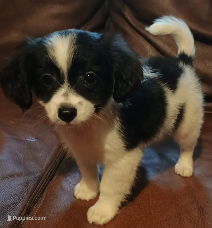 Batman – Chihuahua, Maltese puppy for sale in Lakeland, FL