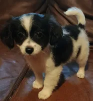 Batman, a male Chihuahua and Maltese for sale in Lakeland, FL – 1 of 2