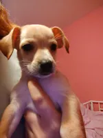 Sparky, a male Jack Russell Terrier and Chihuahua for sale in Lakeland, FL – 2 of 2