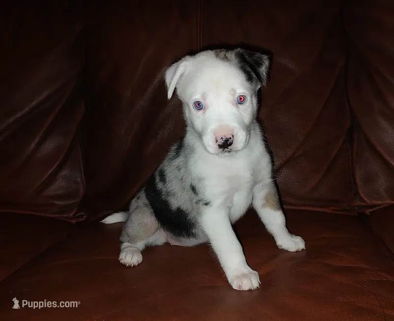 Moon – Siberian Husky, American Bully puppy for sale in Lakeland, FL