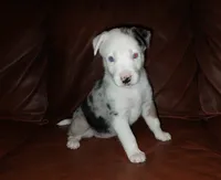 Moon, a female Siberian Husky and American Bully for sale in Lakeland, FL – 1 of 3