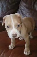 Gator , a male American Pit Bull Terrier for sale in Lakeland, FL – 2 of 2