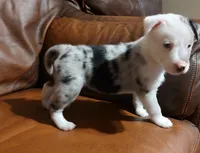 Moon, a female Siberian Husky and American Bully for sale in Lakeland, FL – 3 of 3
