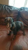 Boomer, a male Catahoula Leopard Dog and American Pit Bull Terrier for sale in Lakeland, FL – 3 of 3