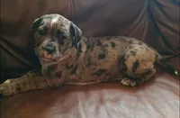 Scooby, a male Catahoula Leopard Dog and American Pit Bull Terrier for sale in Lakeland, FL – 2 of 2