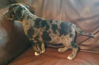 Mystery , a female Catahoula Leopard Dog and American Pit Bull Terrier for sale in Lakeland, FL – 3 of 4