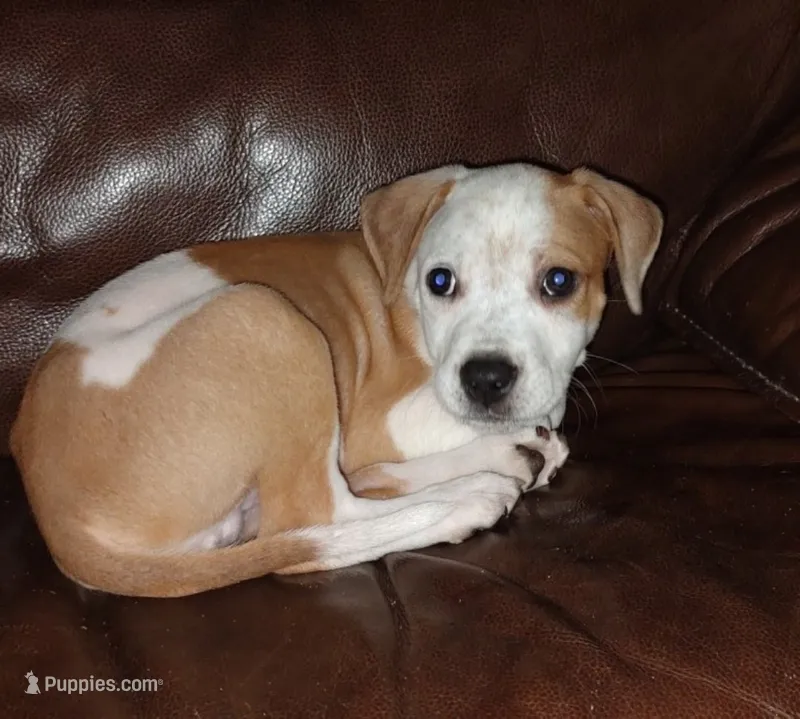 Spike – Beagle puppy for sale in Lakeland, FL