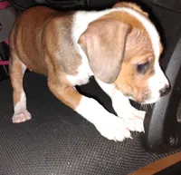 Butch, a male American Pit Bull Terrier and Beagle for sale in Lakeland, FL – 2 of 2