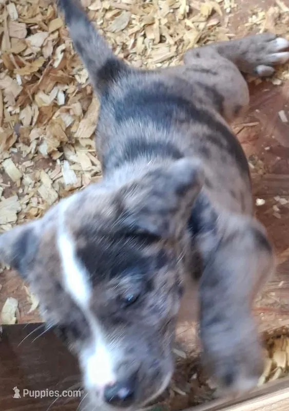 Hulk – Catahoula Leopard Dog, American Pit Bull Terrier puppy for sale in Lakeland, FL