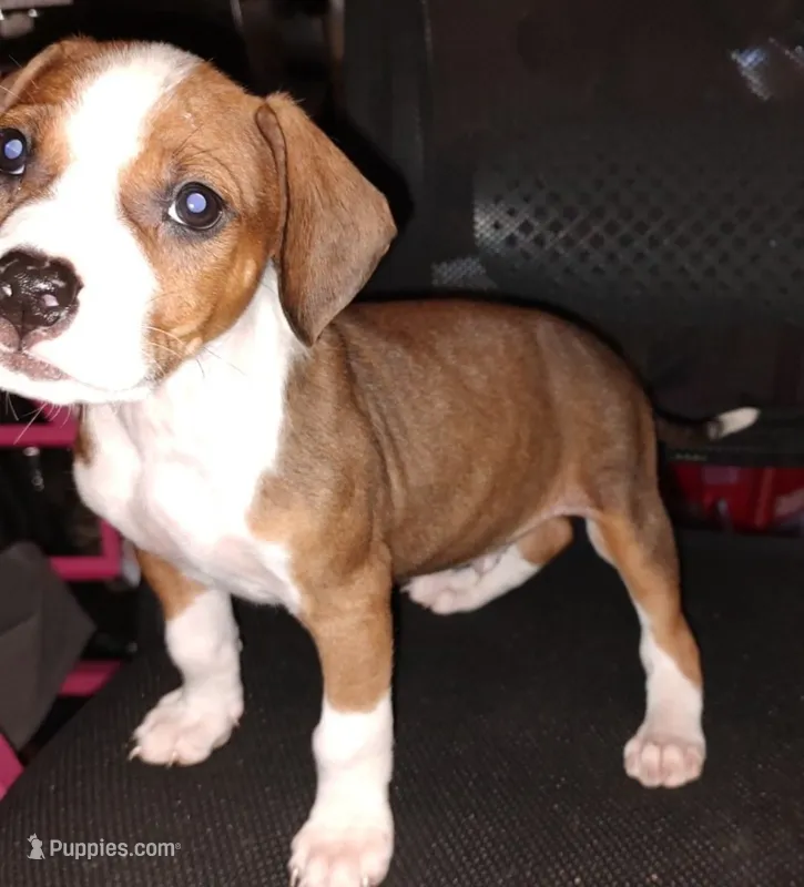 Butch – American Pit Bull Terrier, Beagle puppy for sale in Lakeland, FL