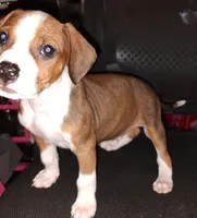 Butch, a male American Pit Bull Terrier and Beagle for sale in Lakeland, FL – 1 of 2